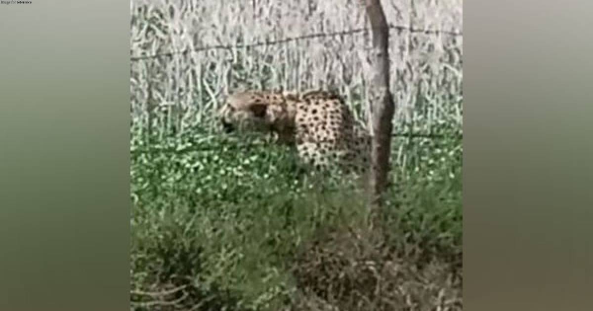 MP: Cheetah from Kuno National Park enters nearby village